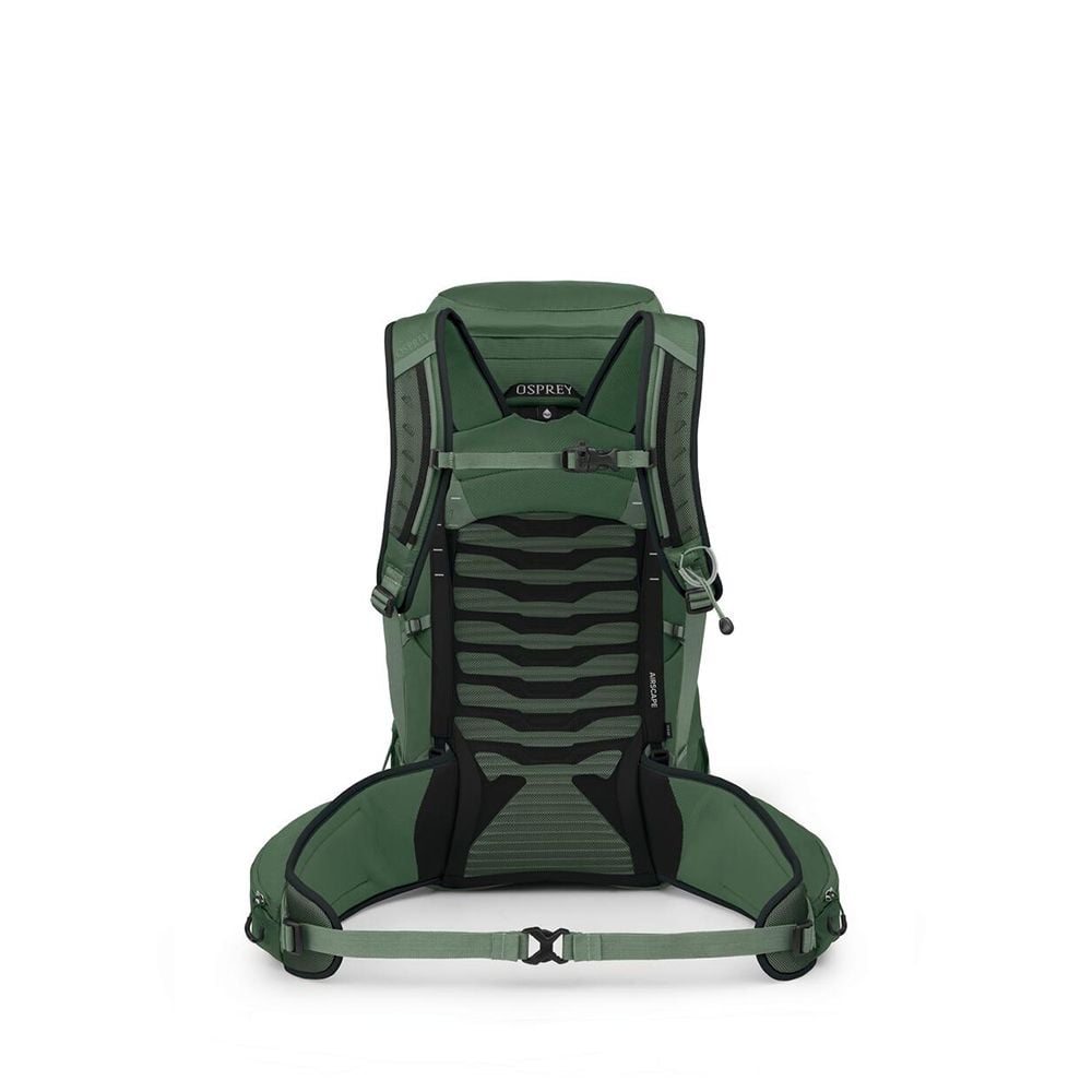 Osprey Talon 33 Extended Fit Hiking Backpack 33L in Green Canopy/Pine Leaf — back view